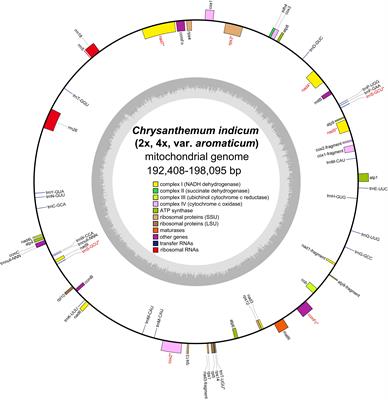 Comparative analysis of organellar genomes between diploid and tetraploid Chrysanthemum indicum with its relatives